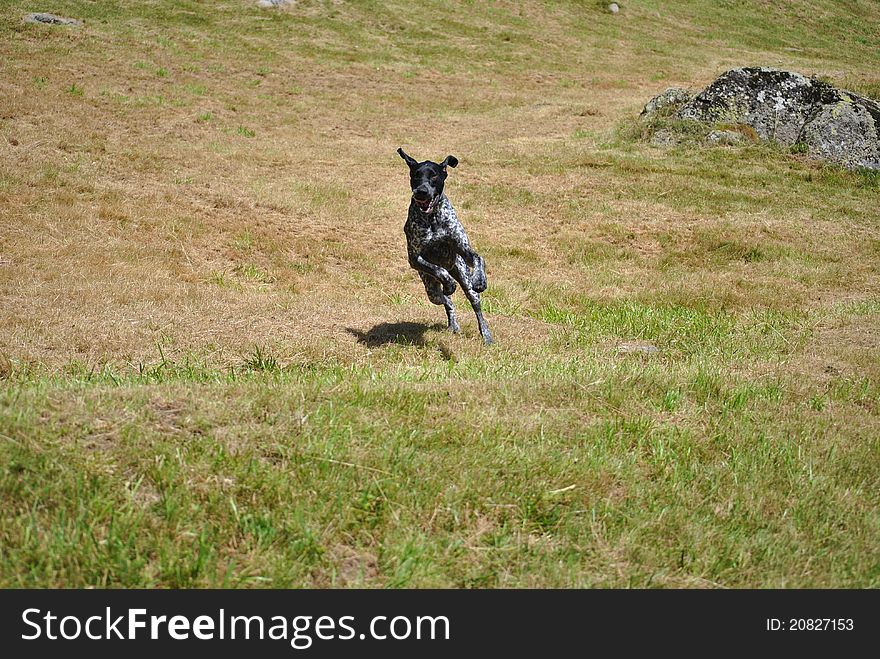 A photo of a German beagle. A photo of a German beagle