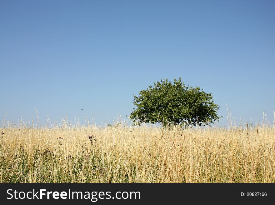 Tree growing on the meadow