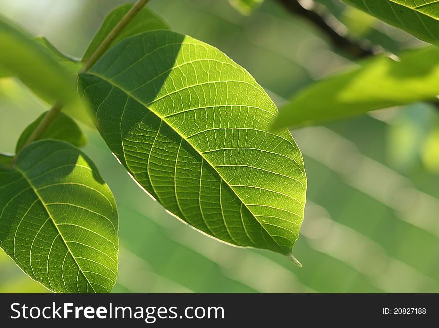 Green leaf of common walnut tree. Beautiful lighting and shadows. Green leaf of common walnut tree. Beautiful lighting and shadows