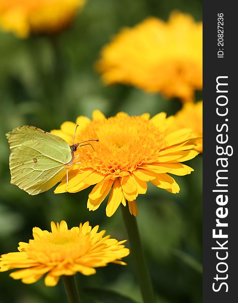 Common Brimstone butterfly drinking nectar on Calendula flower. Common Brimstone butterfly drinking nectar on Calendula flower