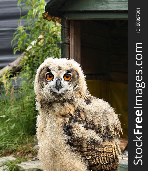 The Eurasian Eagle-owl chick in wild bird of prey rehabilitation center in mountains
