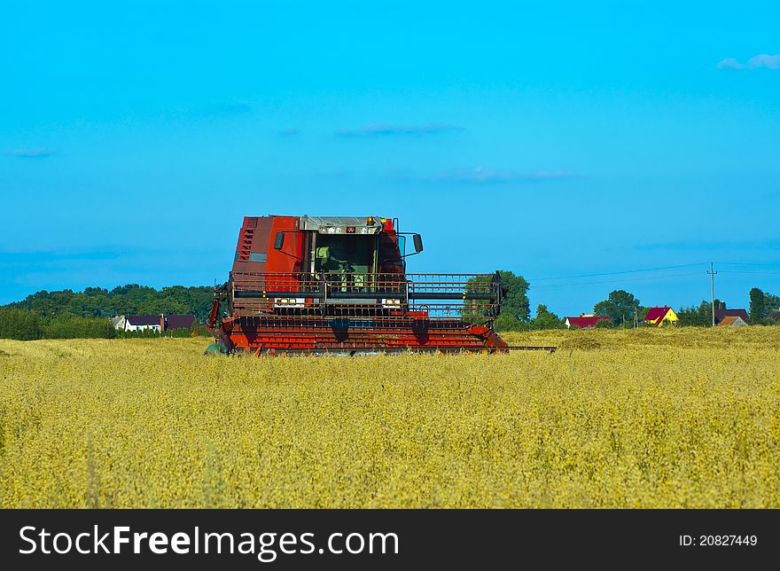 Combine harvesting wheat in August. Combine harvesting wheat in August