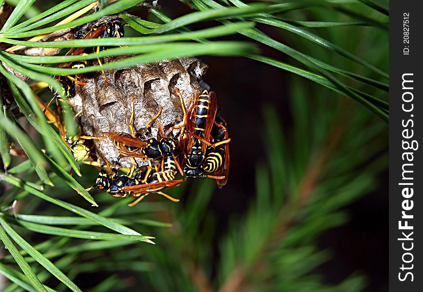 Honeycombs of wasp on a fur-tree branch