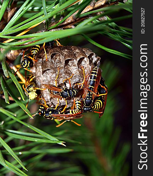 Honeycombs of wasp on a fur-tree branch