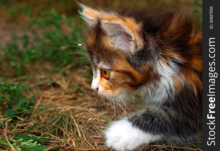 Muzzle of a hunting kitten close up