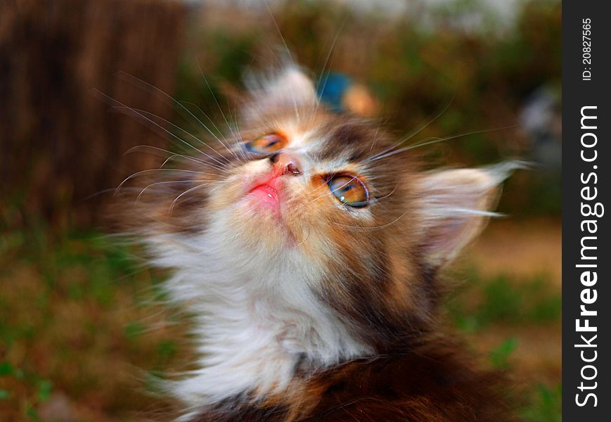 Out-of-focus photo of a thoughtful kitten. Out-of-focus photo of a thoughtful kitten