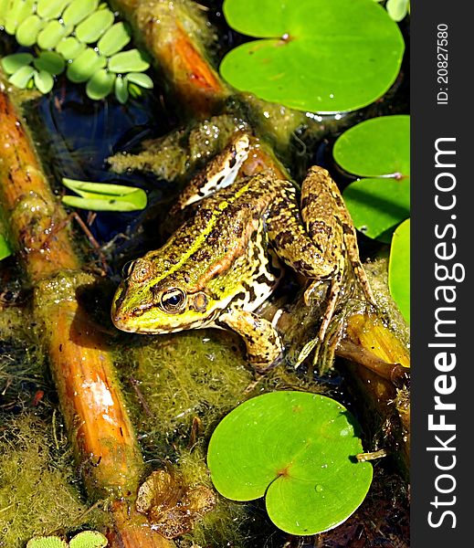 Picture of a marsh frog in habitat