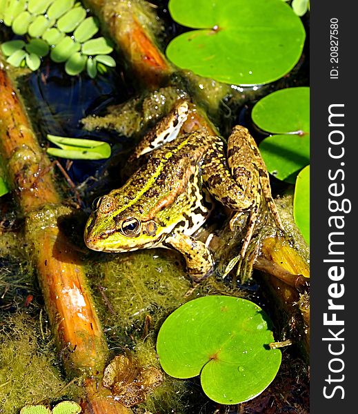 A marsh frog in habitat