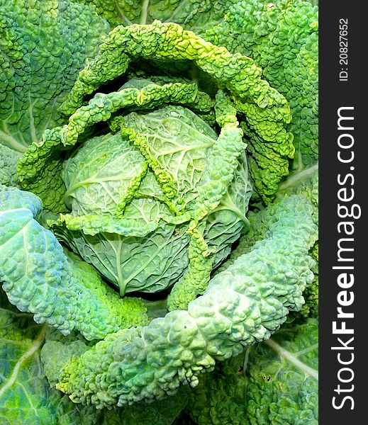 Photo of a head of the Savoy cabbage