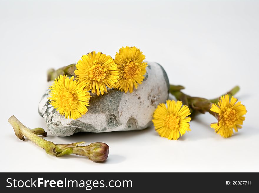 Yellow flowers and marl on a light background. Yellow flowers and marl on a light background