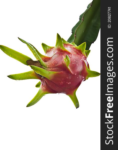 Dragon fruit on a tree isolate on white background