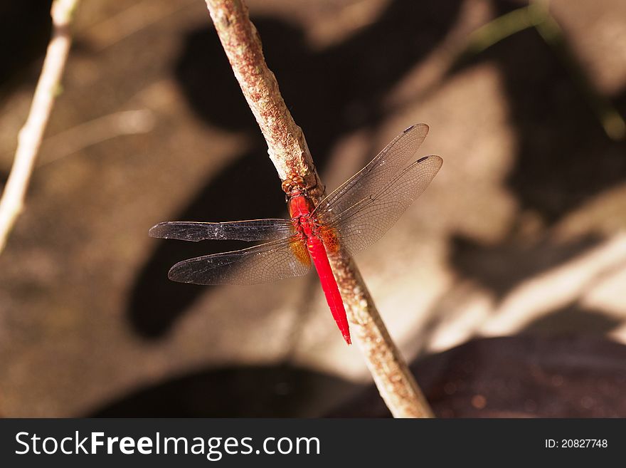 A dragonfly is an insect so it has three body segments and six legs. it has a long, slender abdomen. it has transparent wings and ability to hover, fly backward and take off vertically. in a certain situation this typical dragonfly cannot be seen for so long even for years. A dragonfly is an insect so it has three body segments and six legs. it has a long, slender abdomen. it has transparent wings and ability to hover, fly backward and take off vertically. in a certain situation this typical dragonfly cannot be seen for so long even for years.