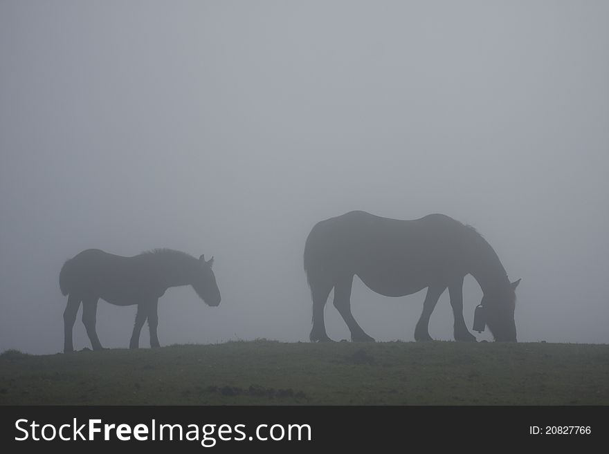 Horses In The Fog