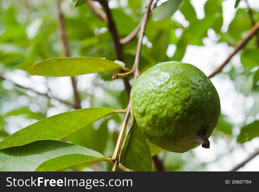 Guava on tree in the garden