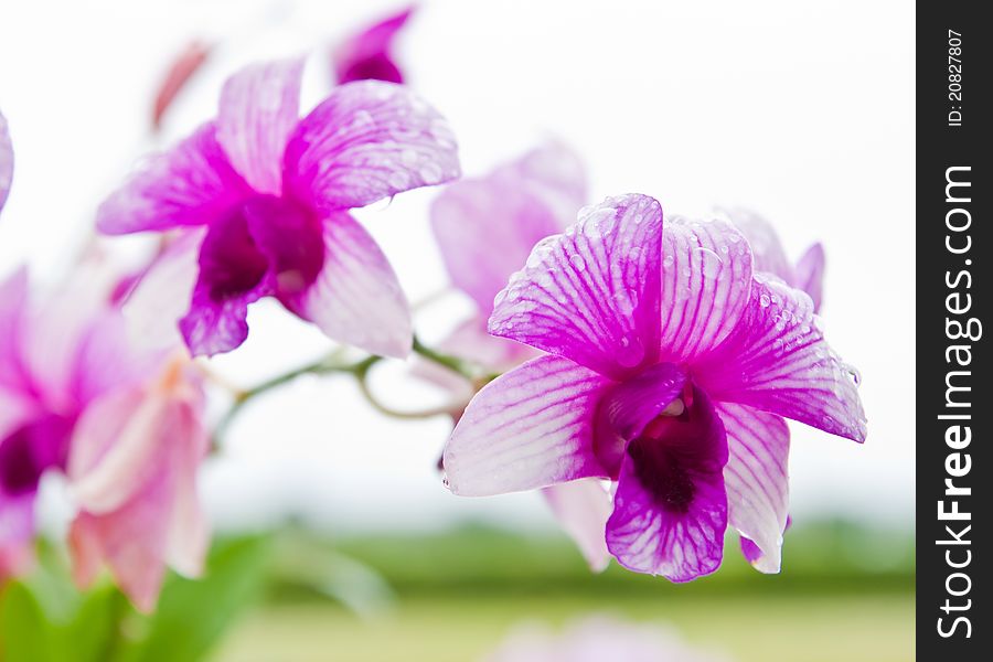 Beautiful purple orchid and green leaf background