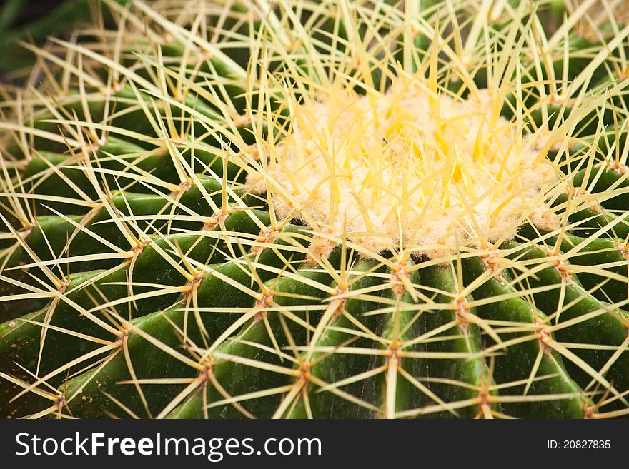 A cactus ball close up