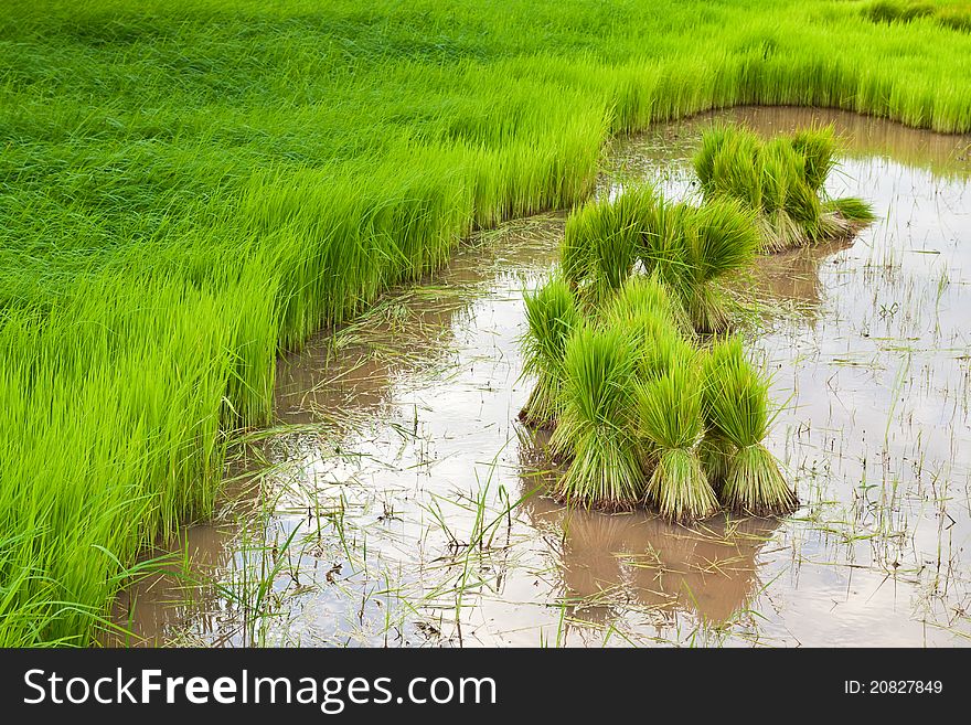 Paddy rice in field in countryside Thailand