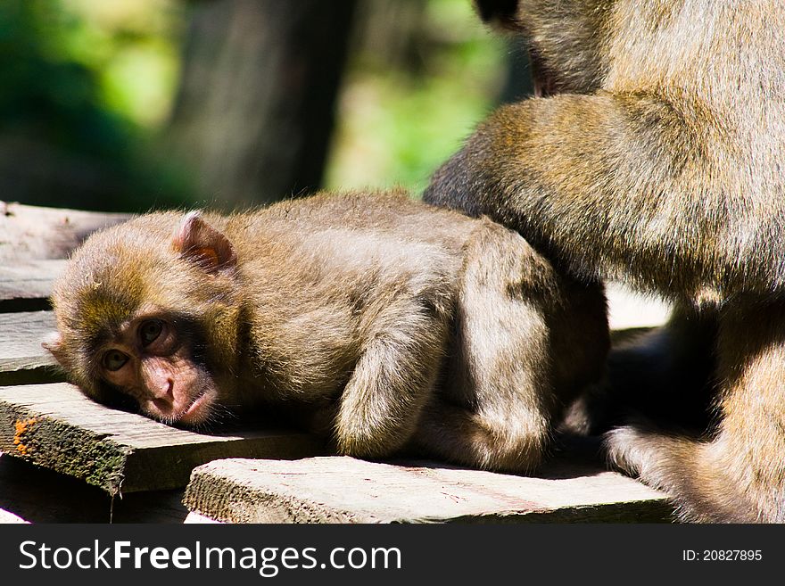 Macaque (Macaca fuscata),living in a zoo on the Holy Hill, near Olomouc, Czech Republic. Macaque (Macaca fuscata),living in a zoo on the Holy Hill, near Olomouc, Czech Republic