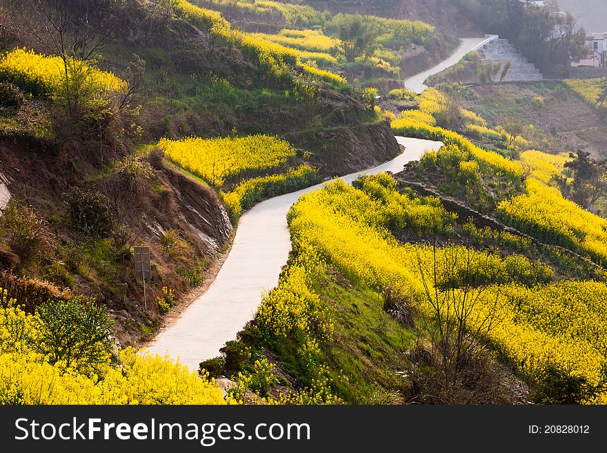 Country road through oilseed blossom field up to the mountain