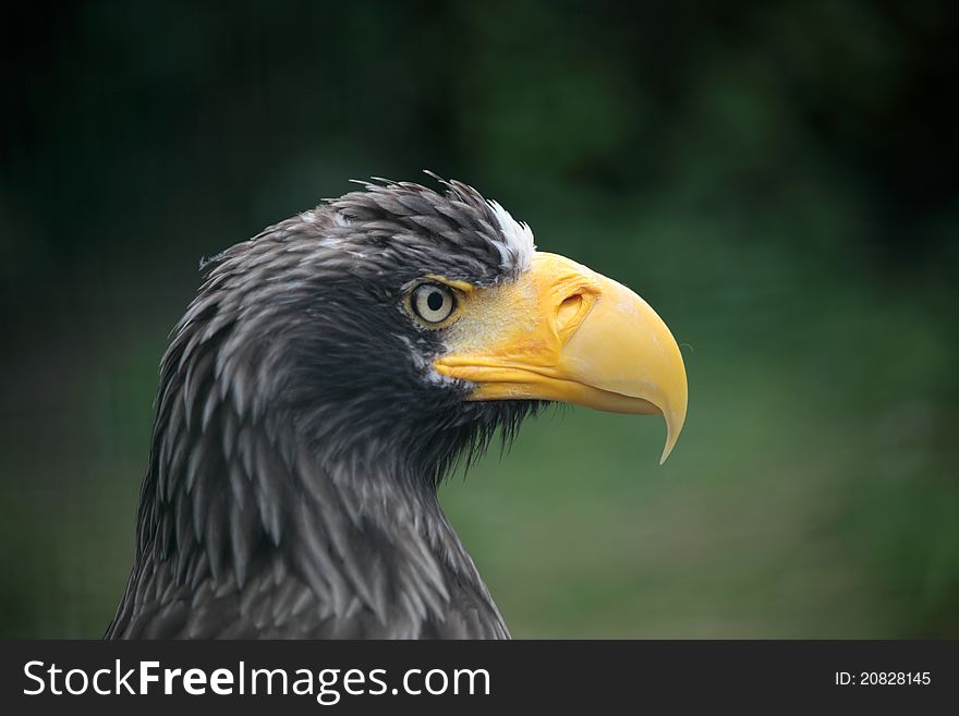 Portret of eagle in zoo