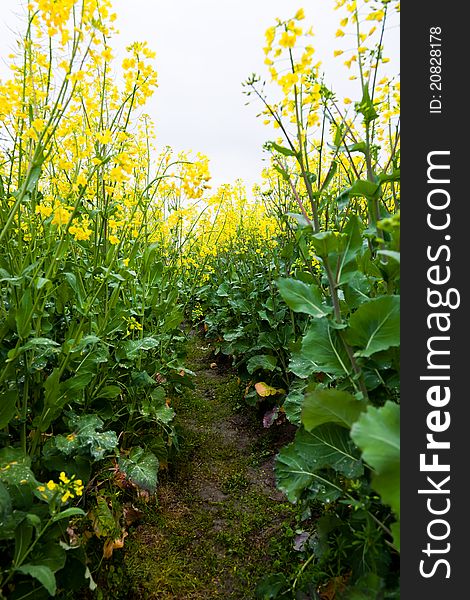 Path through oilseed blossom, Oilseed rape for biofuel.