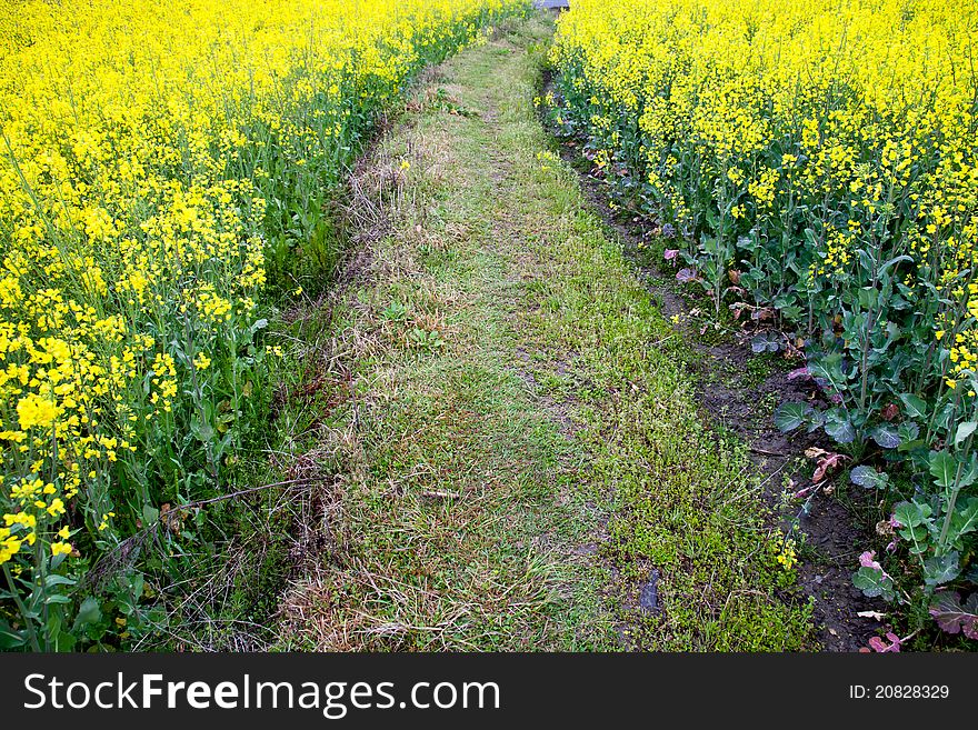 Footpath through oilseed blossom in spring