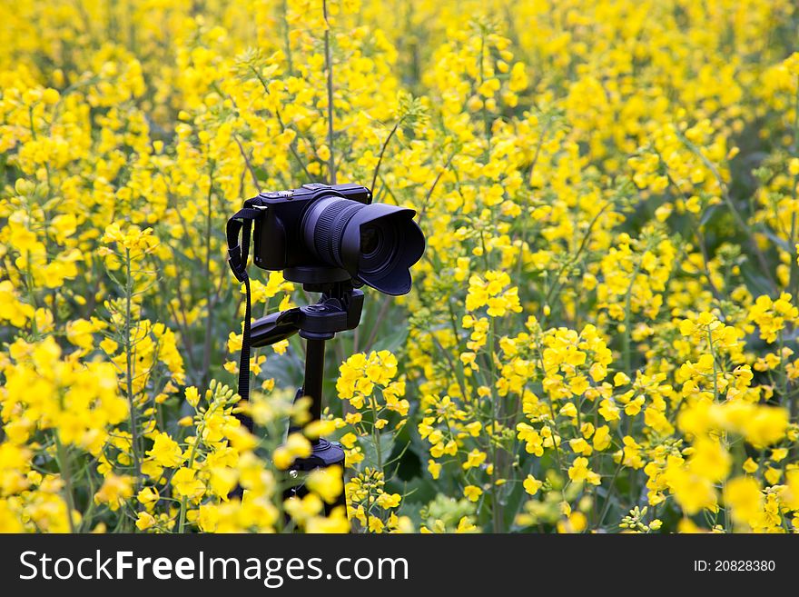 Camera In Oilseed Blossom Field