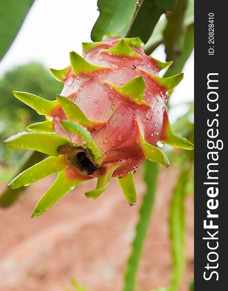 Dragon Fruit On A Tree