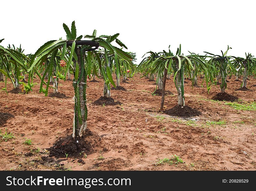 The Dragon fruit garden in countryside,Thailand