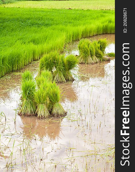 Paddy rice in field,Countryside,Thailand