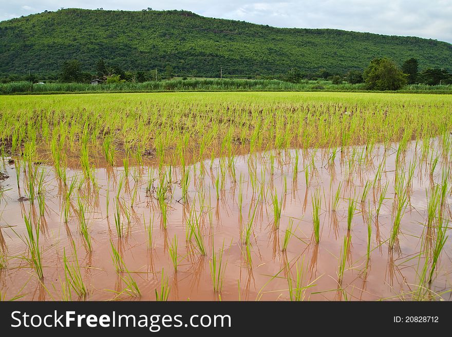 Paddy And The Rice Seedlings