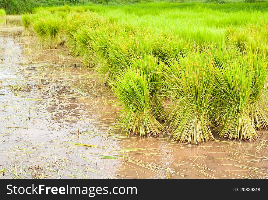Paddy rice in field,Countryside,Thailand