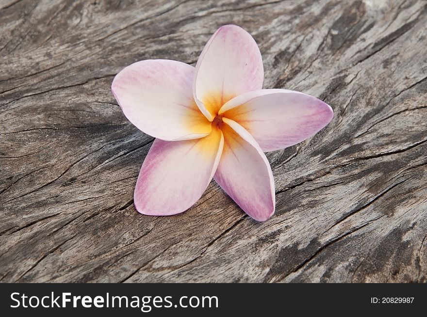 Frangipani flowers old wooden background