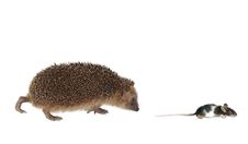 Chasing Mouse Hedgehog Stock Photography