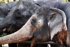 Thai Elephants Stock Photography Thai Elephants Stock Photography
