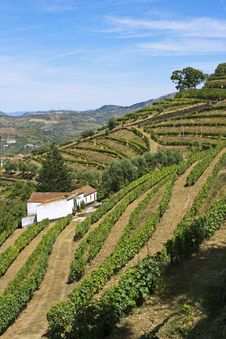 Douro Vineyard Royalty Free Stock Images