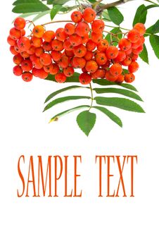 Rowan Berries And Leaves Stock Photo Rowan Berries And Leaves Stock Photo