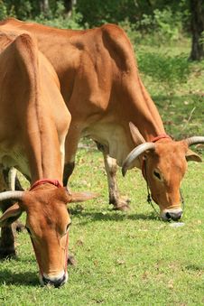 Two Brown Cows Eat Grass Stock Photo Two Brown Cows Eat Grass Stock Photo
