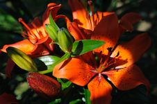 Red Lilies Stock Photography Red Lilies Stock Photography