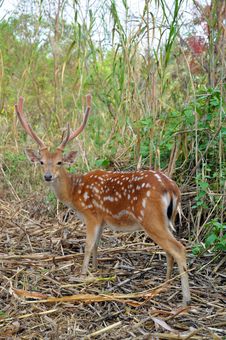 Sika Deer Royalty Free Stock Photos