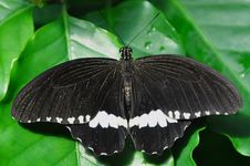 Male Common Mormon Royalty Free Stock Photos Male Common Mormon Royalty Free Stock Photos