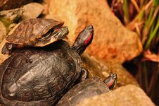 A Trio Of Turtles Royalty Free Stock Photography A Trio Of Turtles Royalty Free Stock Photography