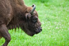 Bison Stock Images