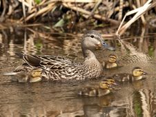 Malard Duck Family Royalty Free Stock Photography