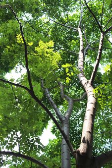 Lightening Leafs Royalty Free Stock Photos Lightening Leafs Royalty Free Stock Photos