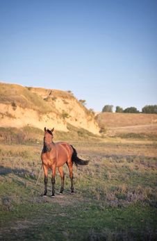 Beautiful Horse Royalty Free Stock Photos