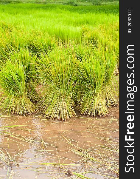 Paddy rice in field,countryside Thailand.