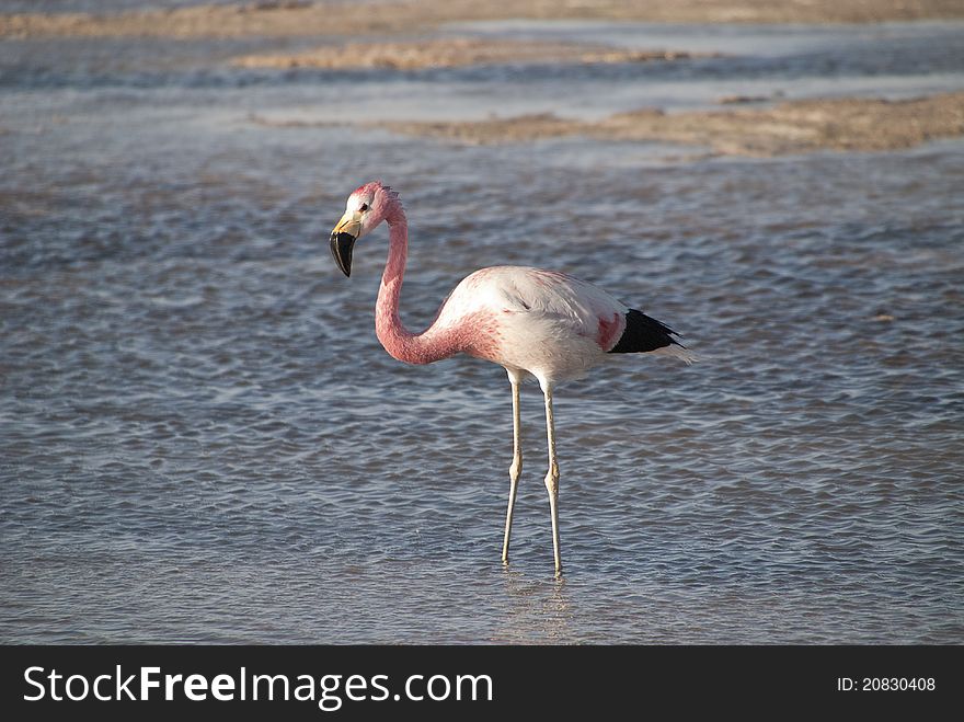 Anden flamingo on desert lake. Anden flamingo on desert lake.