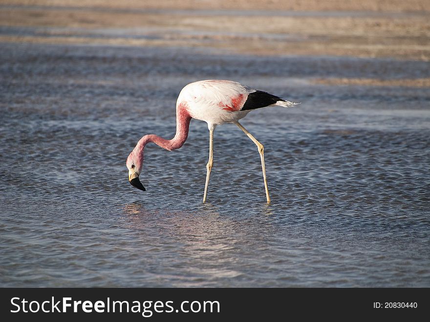 Anden flamingo on desert lake. Anden flamingo on desert lake.