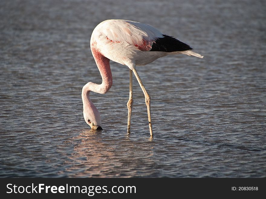 Anden flamingo on desert lake. Anden flamingo on desert lake.